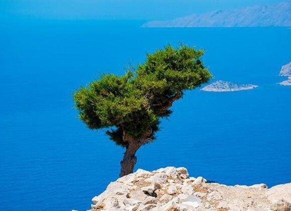 Ein Baum auf Rhodos